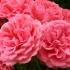 Charakterystyka kręconej róży rosarium iteren